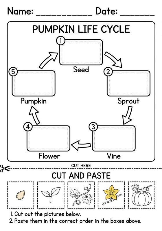 Pumpkin Life Cycle printable worksheet preview